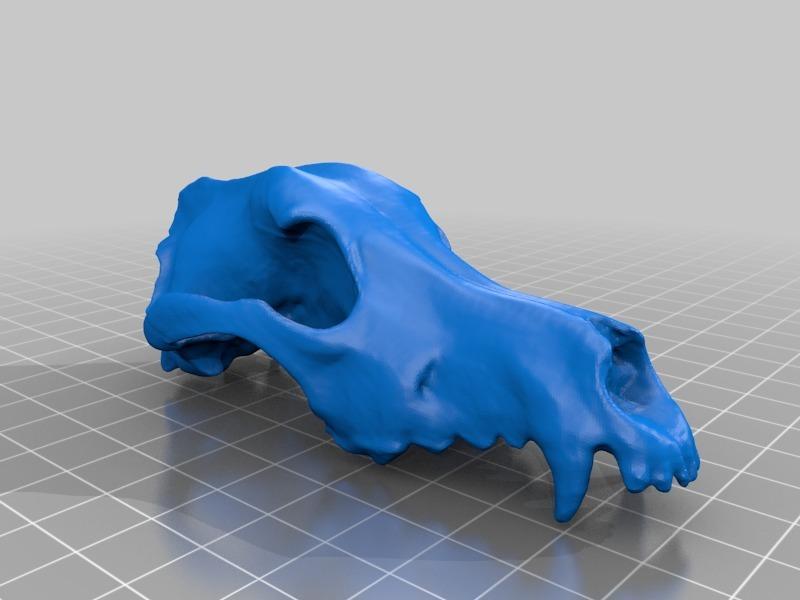 Dog Skull