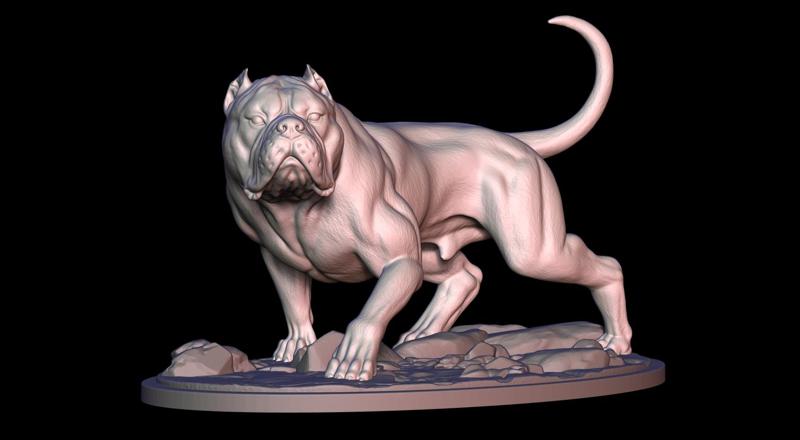 American Bully XL Stalking