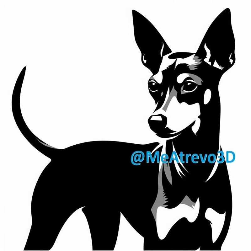 Miniature Pinscher #6