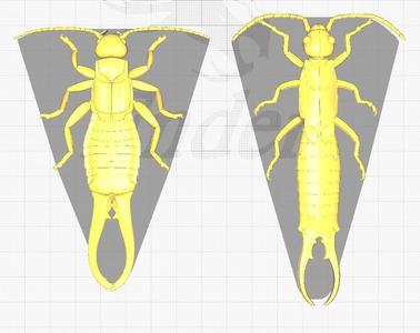 3D model represents an earwig