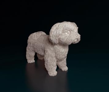 Shih Tzu