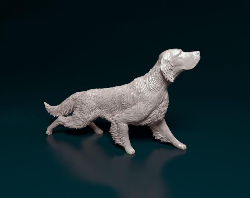 English Setter