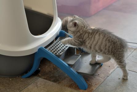 Kitten stairs V2 Kitten stairs