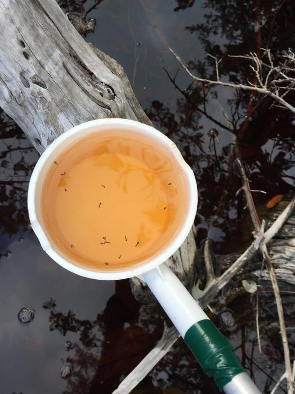 Mosquito Dipper