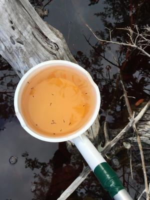 Mosquito Dipper