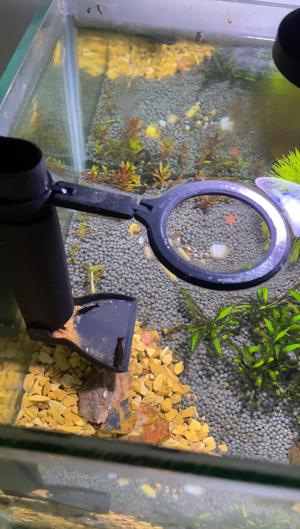 Aquarium Fish Tank Feeding Tube With Floating Ring
