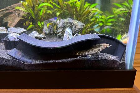 Large Aquarium  and Terrarium Hide Fish, Reptiles and Insects