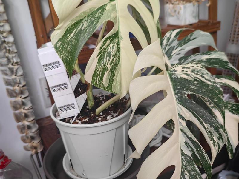 Modular Peat Moss Climbing Column V1.0