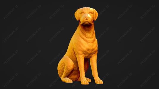 Chesapeake Bay Retriever Dog 3D Print Model Pose 06