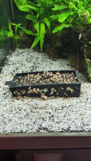Aquarium Snail Traps