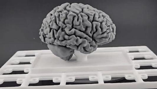 Gridfinity Anatomical Brain with Detachable Stand