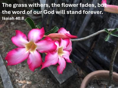 Bible Verse Isaiah 40:8