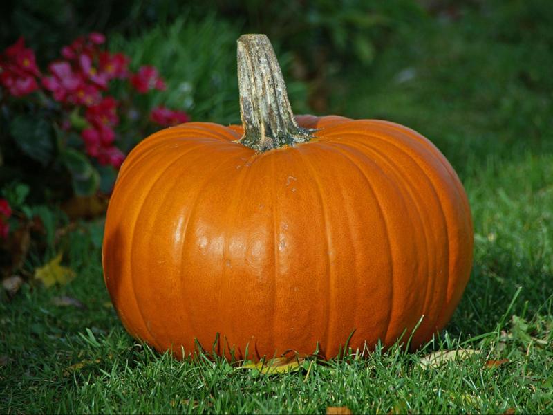 Basic pumpkin. :D