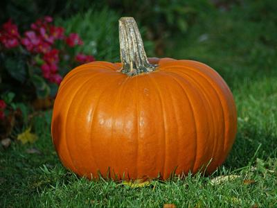 Basic pumpkin. :D