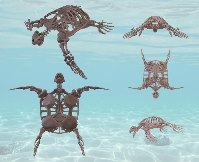 Archelon: complete skeleton