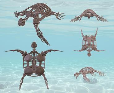 Archelon: complete skeleton