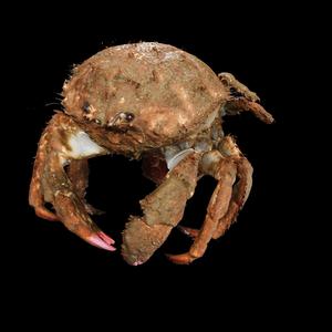 CRAB Sponge CRUSTACEOUS AMPHIBIAN TADPOLE ANIMAL ANATOMY 3D MODEL Manicure Crab Cleistostoma Dilatatum RAPTOR