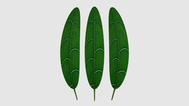Leaves 3D Models