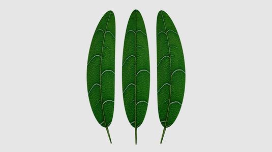 Leaves 3D Models