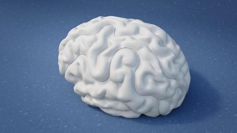 Brain