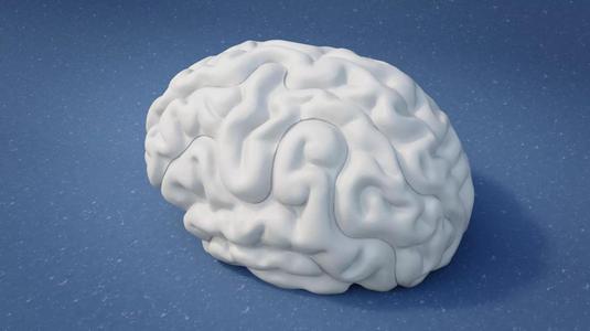 Brain