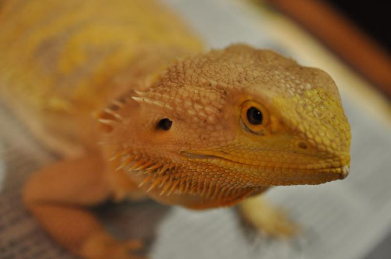 real live (bearded) dragon photoscan