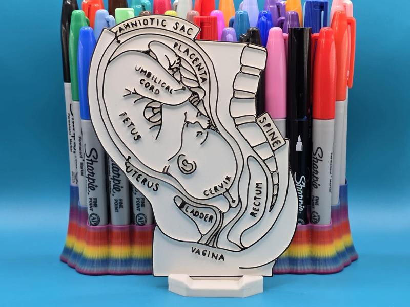 Baby Mother Womb Anatomy Coloring Craft Education
