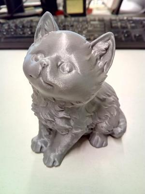 Kitten