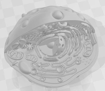 animal cell