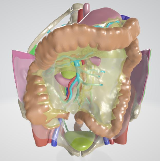 REALISTIC ANATOMY OF COLON MESENTERY (MESOCOLON) WITH ABDOMINAL ORGAN, PERITONEUM, FASCIA, ARTERY, SYSTEMIC AND PORTAL VEINS
