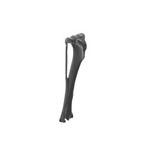 Dog Tibia Bone