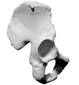Human Pelvis Bone