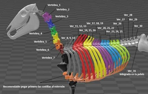 Horse skeleton - Torso and pelvis - torso and pelvis