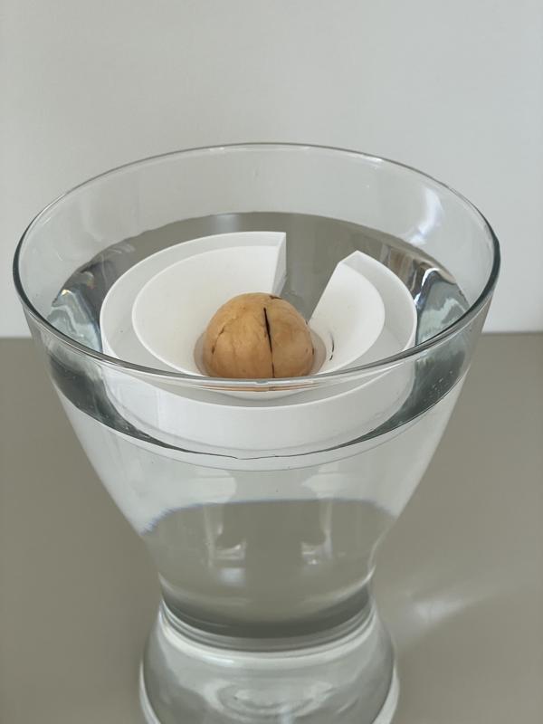 Avocado Float - grow Avocado from seed
