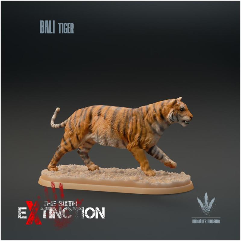 Bali Tiger : Running