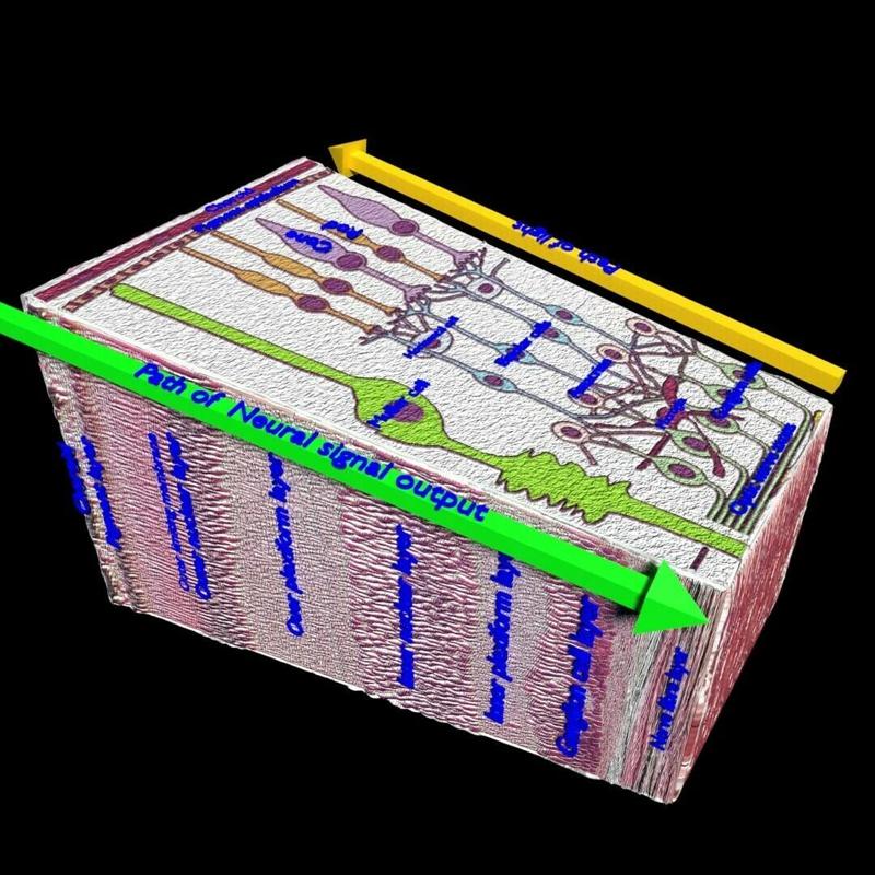 3D model Retinal layers detail microscopic and schematic