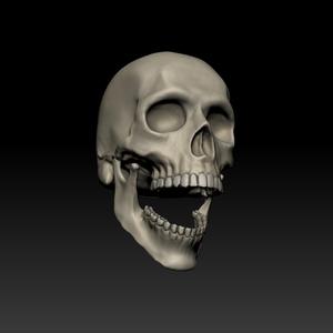 Regular Human Skull - Detachable Jaw