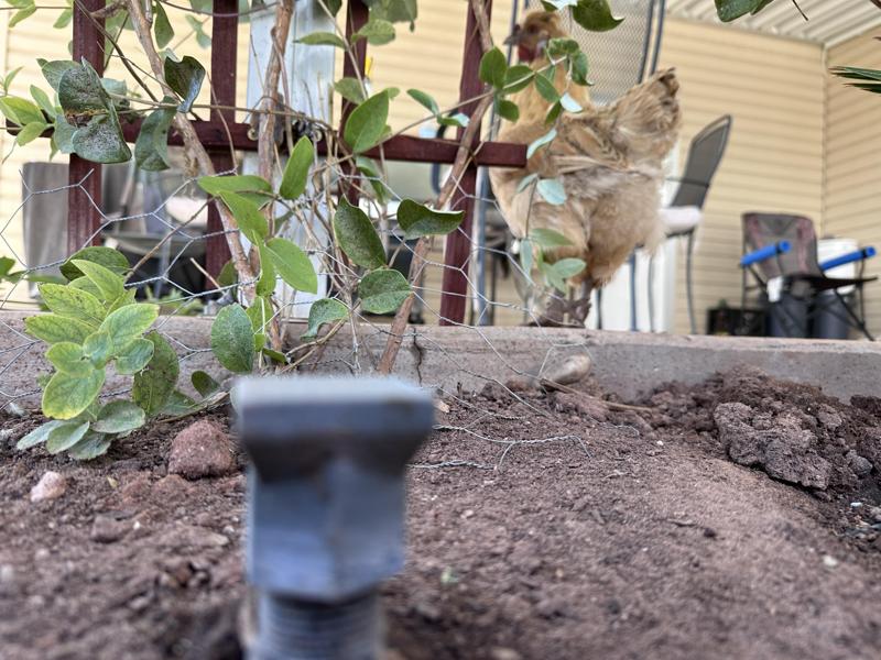 Sprinkler Head - 1/2" pipe thread