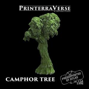 004 PLANT Camphor Tree