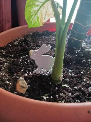 Bunny that go in soil