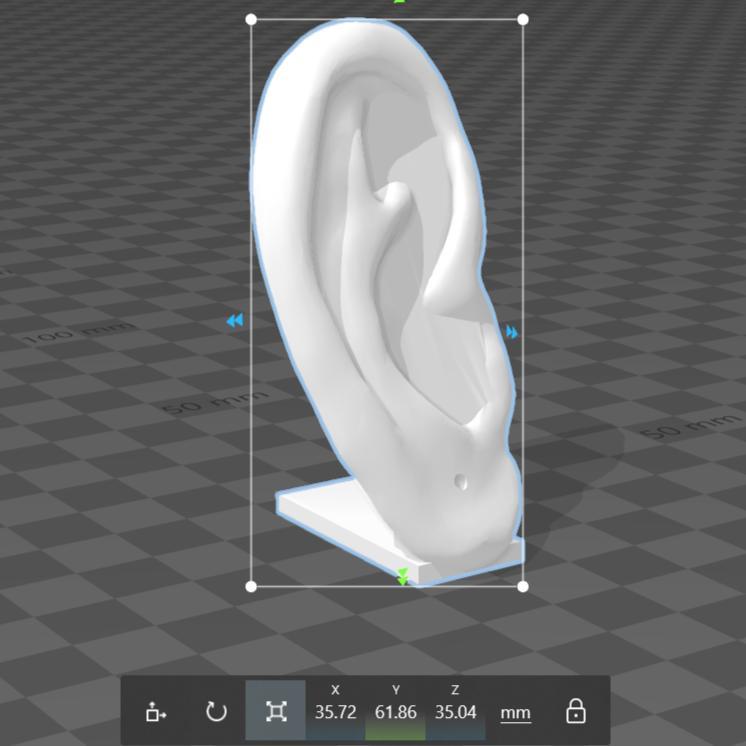 Ear Display (Ear cuffs, earrings)