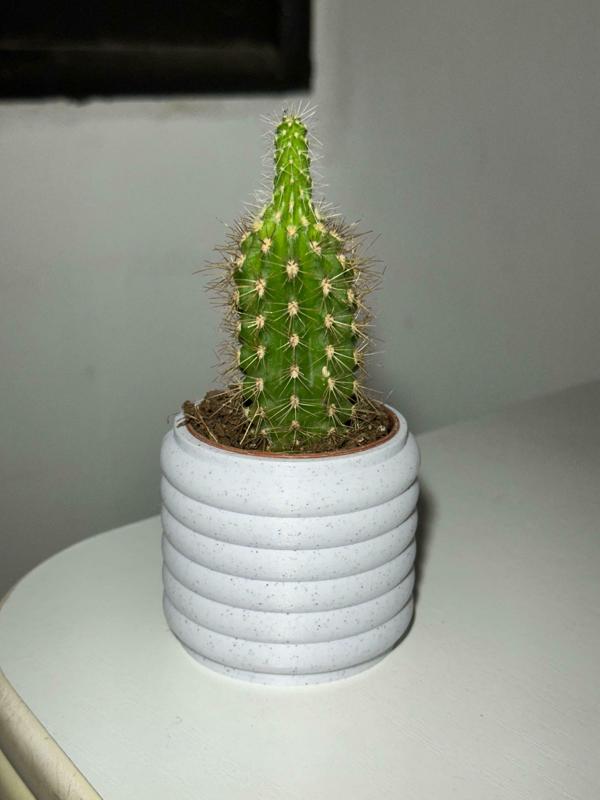 cactus pot