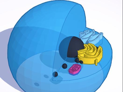 Printable Animal Cell Model