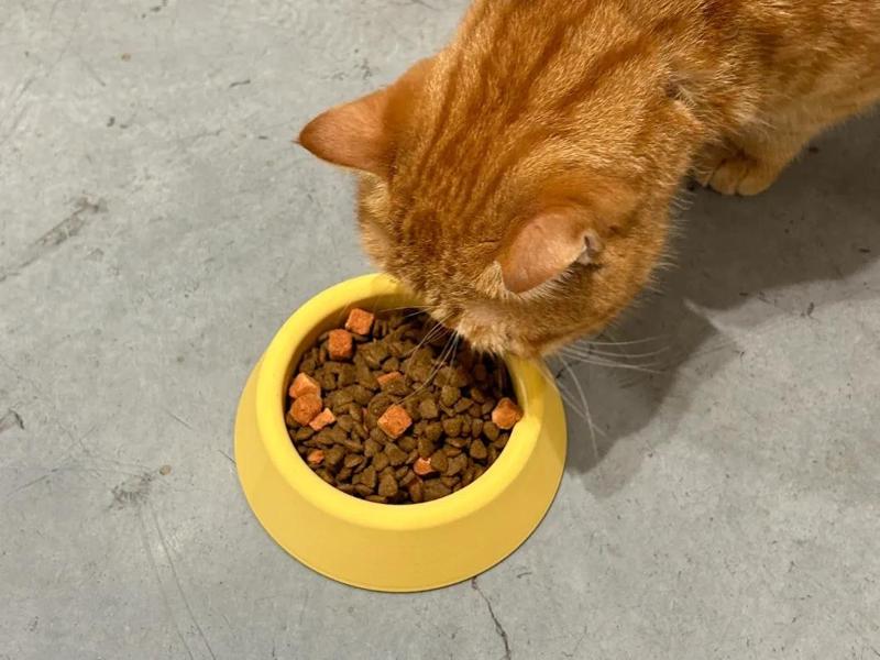 Minimalist Cat Bowls, Cat Dishes, Dog Dishes