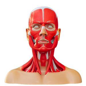 Human Head and Neck Muscular Anatomy Model