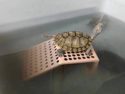 Suction Cup Basking Platform
