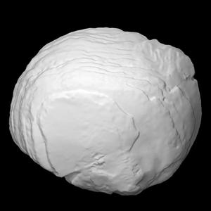 Shell (Upper Nodena)