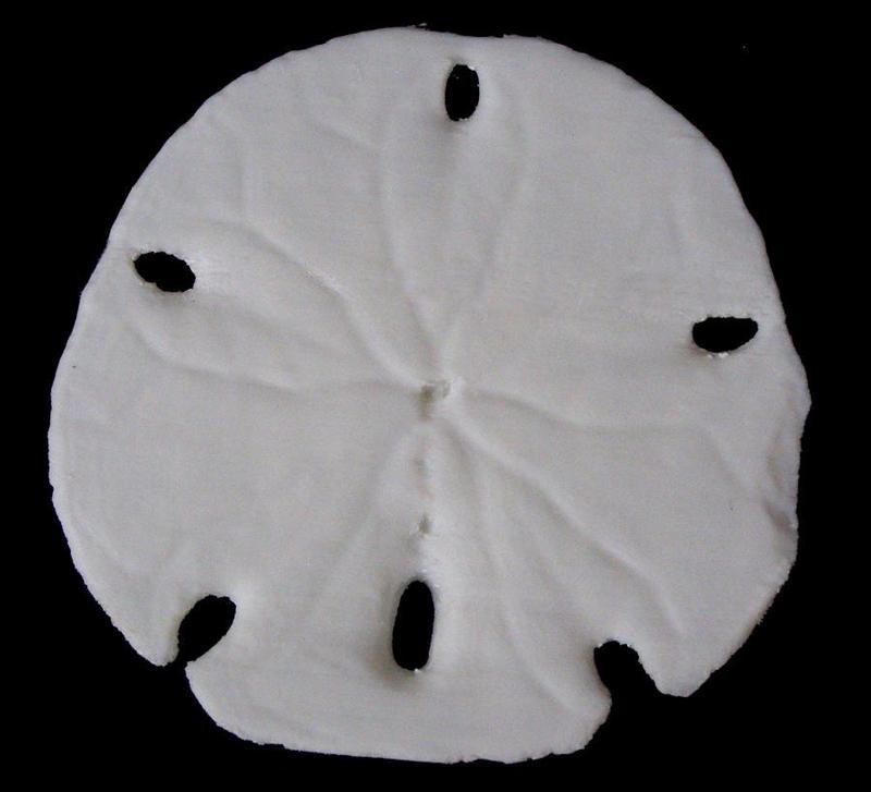 Sand Dollar