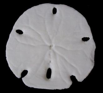 Sand Dollar
