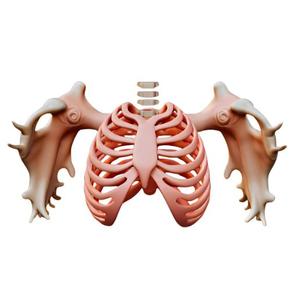 Anatomical Rib Cage with Clavicles
